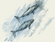 Las Ballenas de la Patagonia