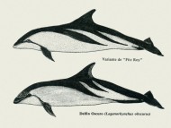 Guía para el reconocimiento de cetáceos del Mar Argentino