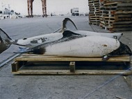 Una tonina overa y un tiburón ambos atrapados en redes de pesca. Puerto de Ingeniero White.