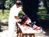 Realizando la necropsia de una tonina overa atrapada en redes de pesca, en el jardín de Museo "Bernardino Rivadavia". Marzo, 1986.
