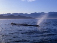 Un cachalote emerge para respirar. Kaikoura, Nueva Zelanda.