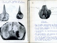 Libreta de campo para la identificación de huesos de cetáceos
