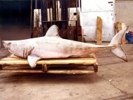 Tiburón atrapado en redes de pesca frente a Cabo Blanco.