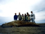 En Península Valdés junto a Claudio Campagna, Mirtha Lewis, Flavio Quintana y estudiantes del programa Fogerty, luego de colocarle un transmisor satelital a un elefante marino. Noviembre, 2004.