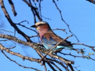 Lilac-breasted roller en Sud África